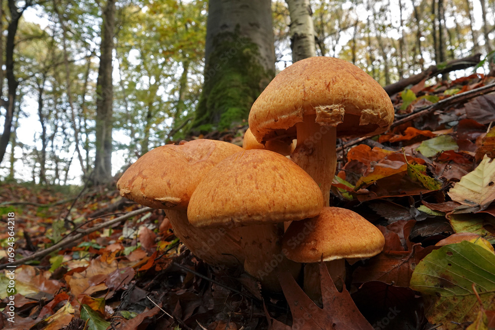 Fototapeta premium Closeup on a colorful orange brown spectacular rustgill mushroom, on the forest floor