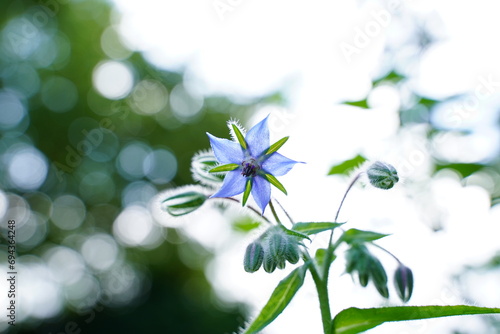 fleur de bourrache  photo