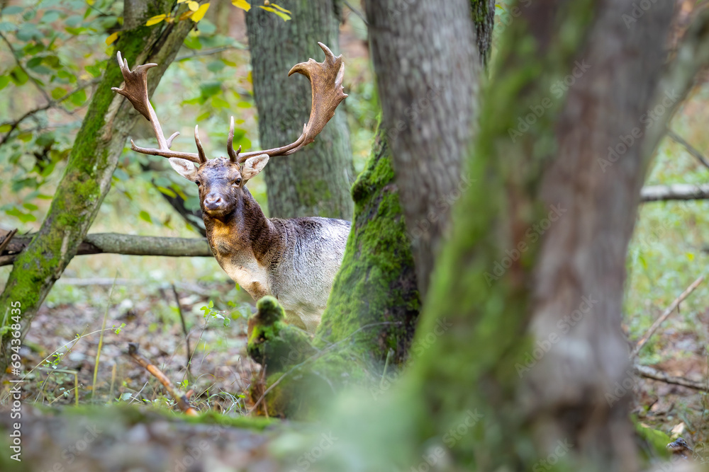 Fallow deer male (dama dama) in autumn fores