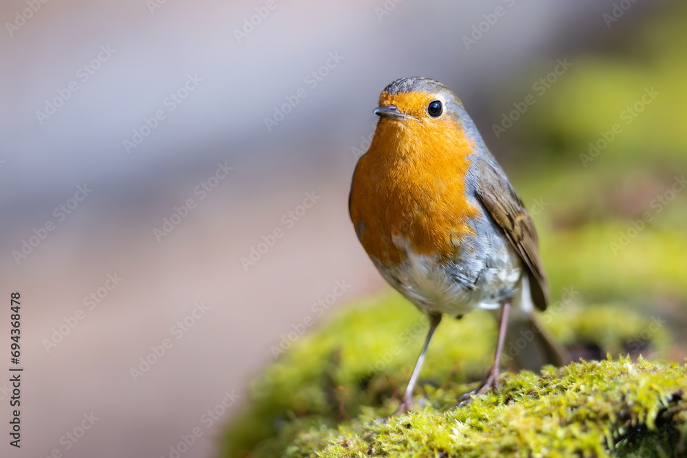 Erithacus rubecula. European robin sitting on the branch in the forest. Erithacus rubecula. European robin sitting on the branch in the forest.