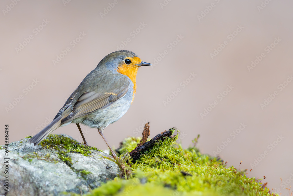 Erithacus rubecula. European robin sitting on the branch in the forest. Erithacus rubecula. European robin sitting on the branch in the forest.
