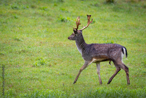 Fallow deer male  dama dama  in the meadow.