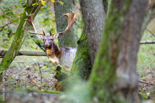Fallow deer male  dama dama  in autumn fores