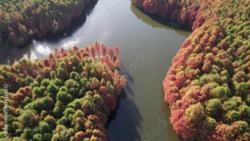 Drone aerial above Shanghu lake park panning around redwood trees surrounded by redwood forests and lake in sunny autumn day in Changshu, Suzhou, Jiangsu, China, 4k real time footage high angle view. photo