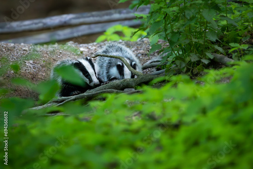 European Badger (Meles meles) in evening next to his burrow. Wild animal in natural habitat. 