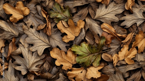 Texture of dry oak leaves. Autumn background with fallen leaves. photo