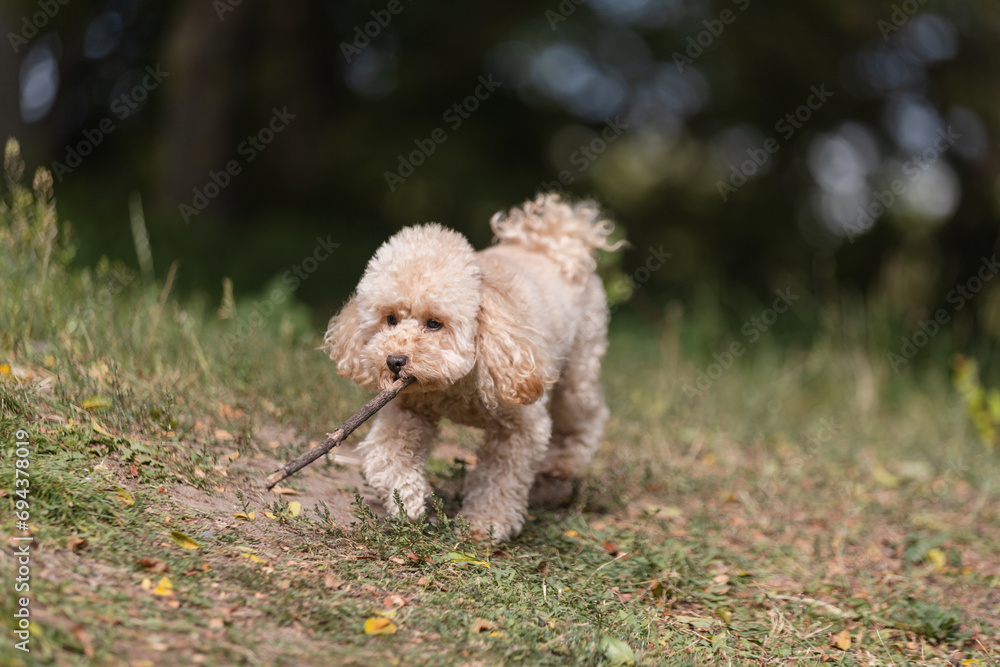 A curly, shaggy apricot-colored toy poodle puppy has fun in the summer on a walk - a lawn and a lake for a walk with the dog A curly, shaggy apricot-colored toy poodle puppy has fun in the summer on a walk - a lawn and a lake for a walk with the dog