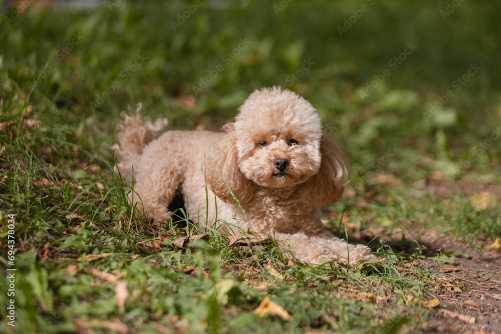 A curly, shaggy apricot-colored toy poodle puppy has fun in the summer on a walk - a lawn and a lake for a walk with the dog A curly, shaggy apricot-colored toy poodle puppy has fun in the summer on a walk - a lawn and a lake for a walk with the dog