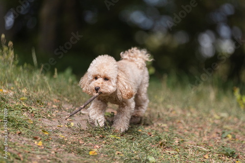 Wallpaper Mural A curly, shaggy apricot-colored toy poodle puppy has fun in the summer on a walk - a lawn and a lake for a walk with the dog Torontodigital.ca