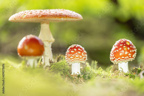 Close up of toadstool mushrooms, fly agaric on the forest floor, Bavaria, Germany photo