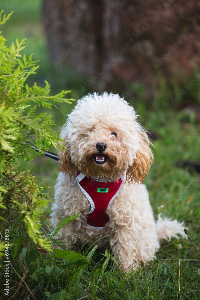 A curly, shaggy apricot-colored toy poodle puppy has fun in the summer on a walk - a lawn and a lake for a walk with the dog A curly, shaggy apricot-colored toy poodle puppy has fun in the summer on a walk - a lawn and a lake for a walk with the dog