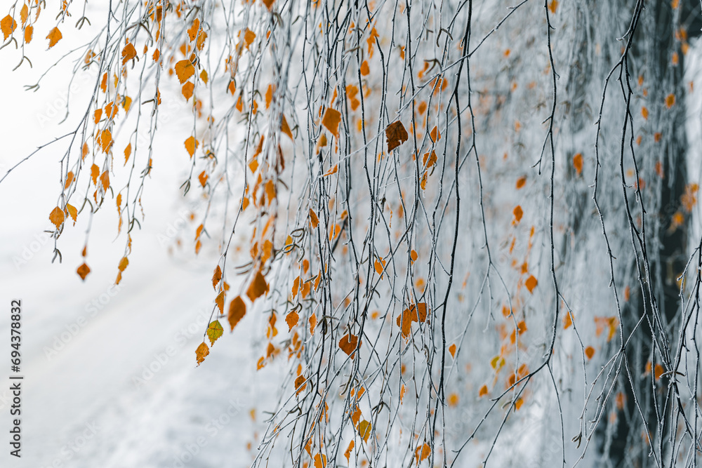 Obraz na płótnie Tło zimowe, poranny szron na drzewach (Winter background, morning frost on the trees)	 w salonie