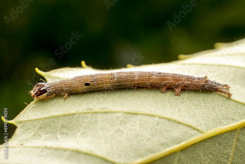Lepidoptera larvae crawl on the leaves of wild plants for food