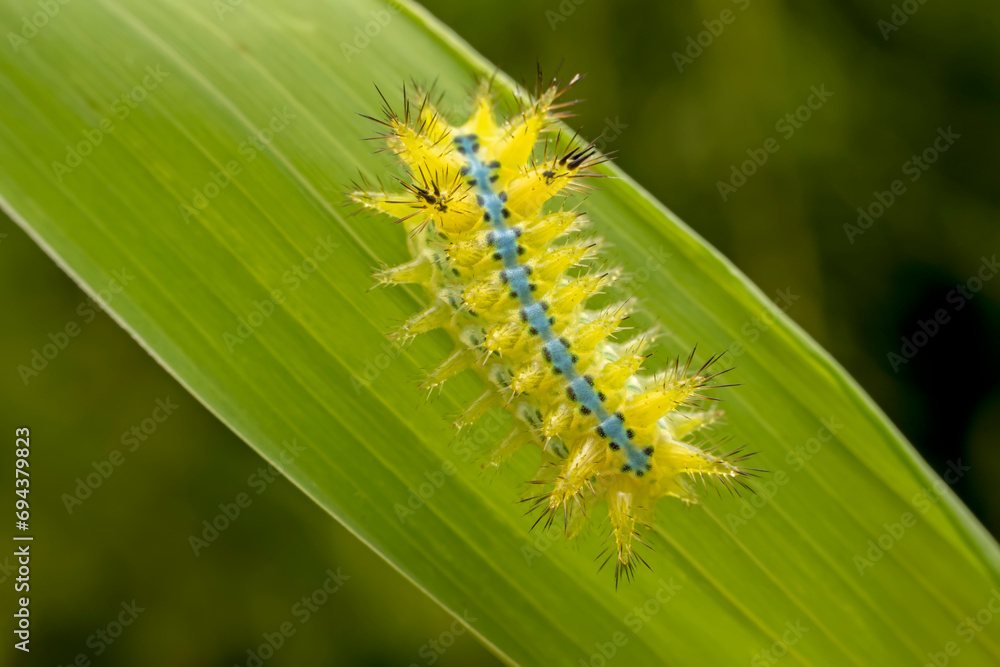 Limacodidae larva inhabits the leaves of wild plants