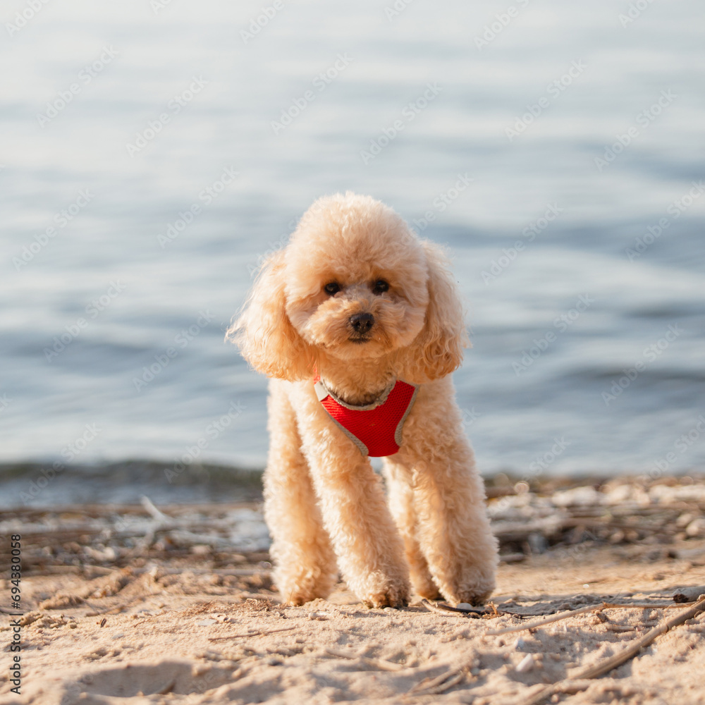 A curly, shaggy apricot-colored toy poodle puppy has fun in the summer on a walk - a lawn and a lake for a walk with the dog A curly, shaggy apricot-colored toy poodle puppy has fun in the summer on a walk - a lawn and a lake for a walk with the dog