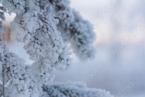 Closeup photo of spruce tree branch covered with hoarfrost after very cold night