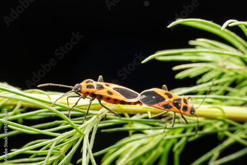 Tropidothorax elegans Distant inhabiting on the leaves of wild plants photo