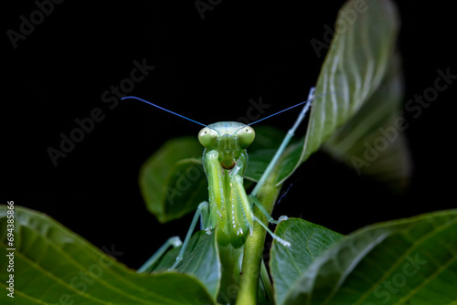 Mantis inhabits the leaves of wild plants