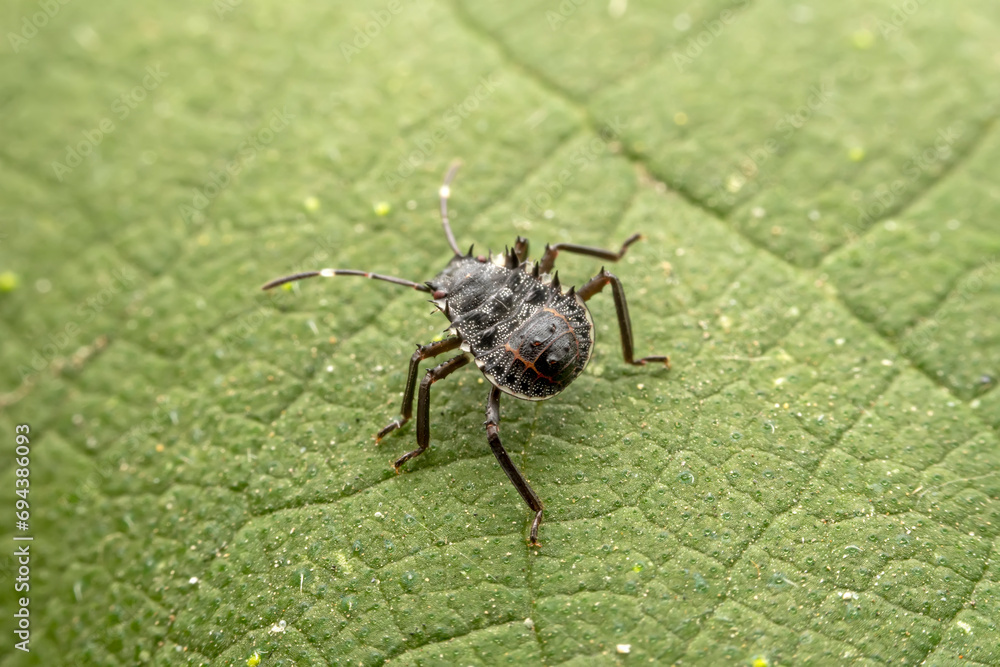 Halyomorpha halys inhabiting on the leaves of wild plants Halyomorpha halys inhabiting on the leaves of wild plants