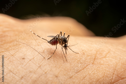 Mosquitoes suck blood on human skin