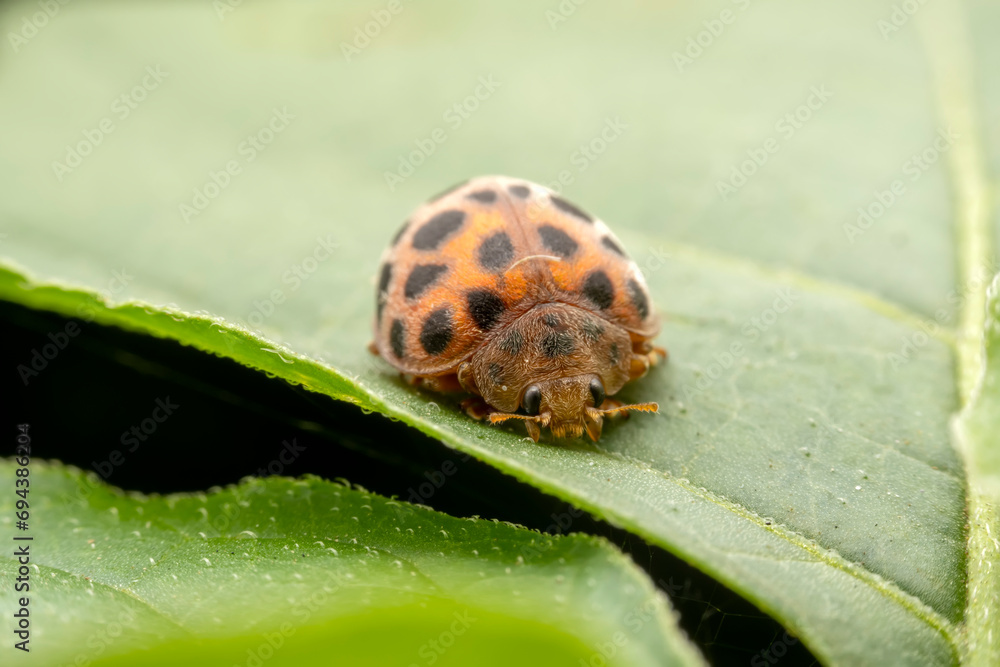 henosepilachna vigintioctomaculata Inhabiting on the leaves of wild plants henosepilachna vigintioctomaculata Inhabiting on the leaves of wild plants