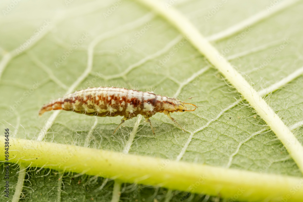 lacewing larvae inhabiting on the leaves of wild plants lacewing larvae inhabiting on the leaves of wild plants