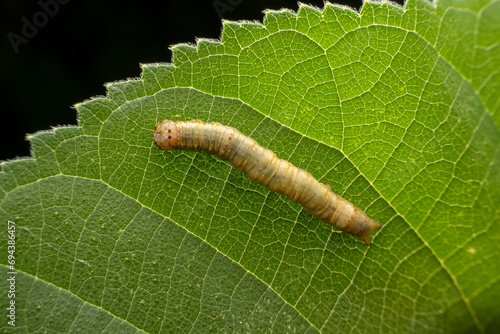 Notodontidae larvae inhabits the leaves of wild plants