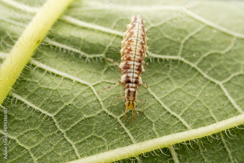 lacewing larvae inhabiting on the leaves of wild plants photo
