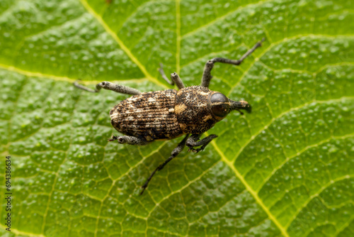 weevil inhabits the leaves of wild plants