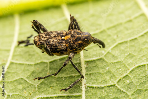 weevil inhabits the leaves of wild plants photo