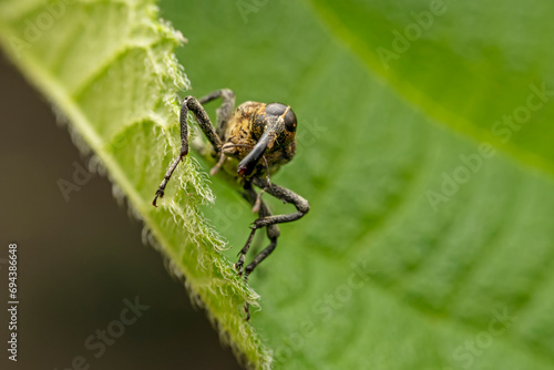 weevil inhabits the leaves of wild plants