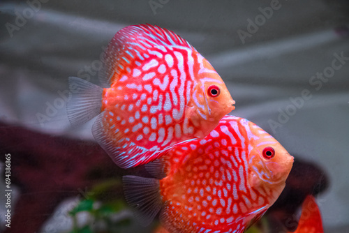 red discus fish in the aquarium photo