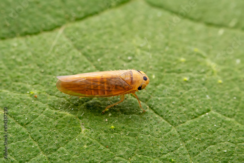 leafhopper inhabits the leaves of wild plants
