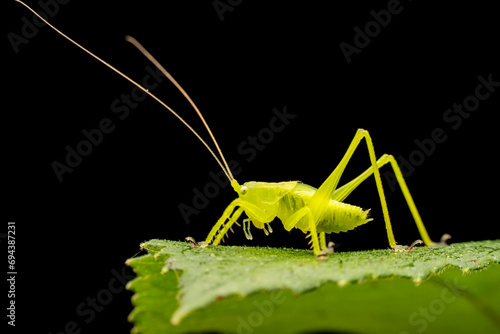Фотография katydid inhabit the leaves of wild plants