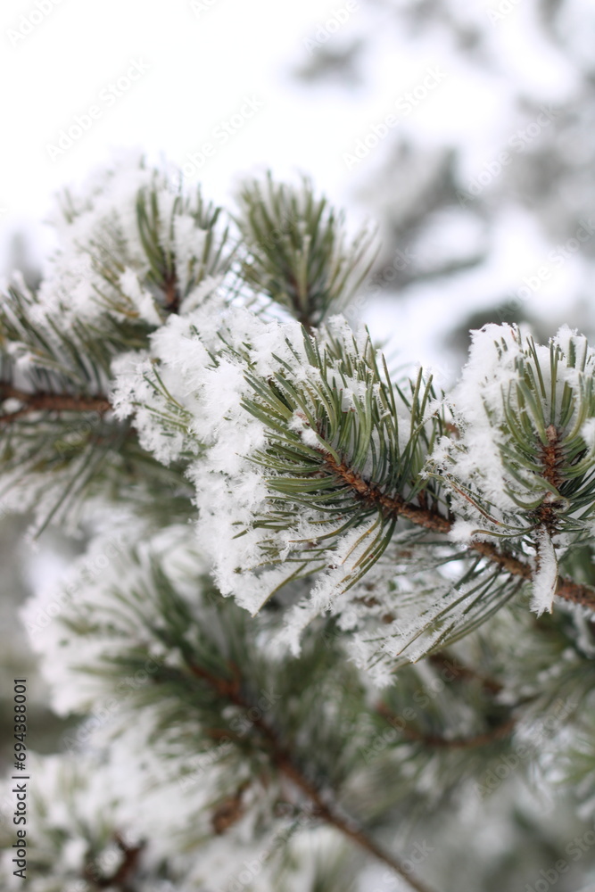long small branches of a Christmas tree, large in the snow,