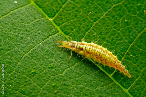 lacewing larvae inhabiting on the leaves of wild plants