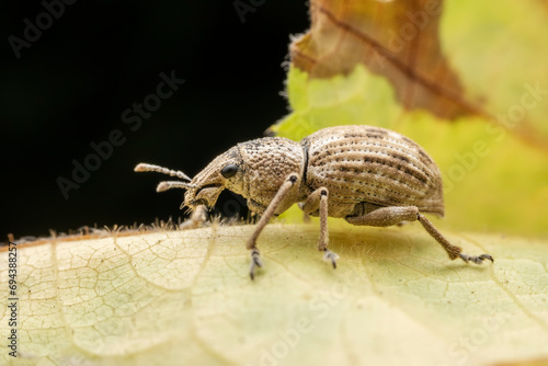 weevil inhabiting on the leaves of wild plants