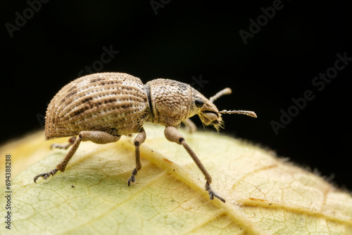 weevil inhabiting on the leaves of wild plants