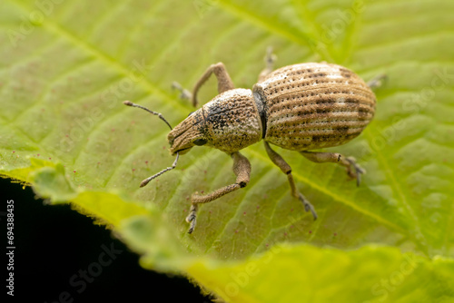 weevil inhabiting on the leaves of wild plants © zhang yongxin