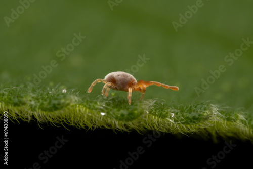 mite inhabiting on the leaves of wild plants