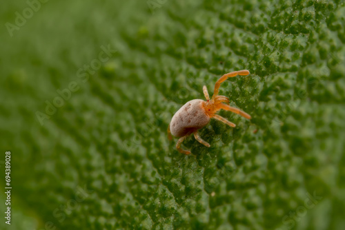 mite inhabiting on the leaves of wild plants
