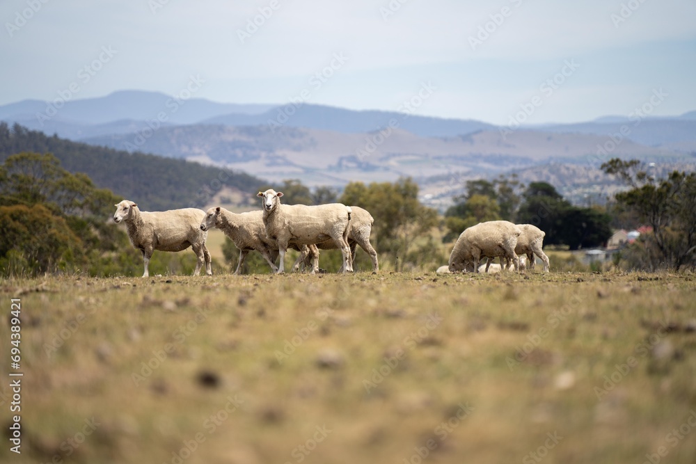 Agricultural farm practicing regenerative farmer, with sheep grazing in field practicing rotational grazing storing carbon in the soil through fungi by carbon sequestration Agricultural farm practicing regenerative farmer, with sheep grazing in field practicing rotational grazing storing carbon in the soil through fungi by carbon sequestration