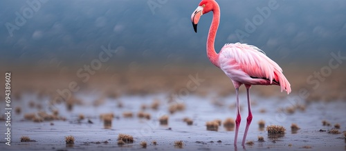 Endangered lesser flamingo spotted near Mumbai's RAMSAR site. photo