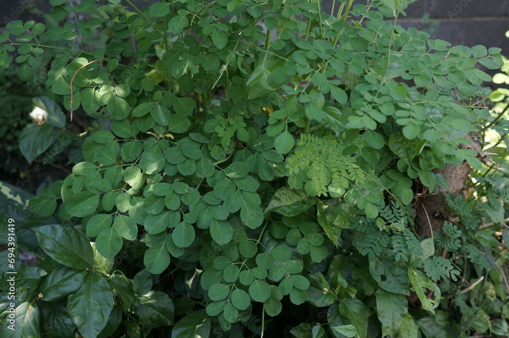 Moringa tree leaves (Moringa oleifera) or ben oil growing on the road side Moringa tree leaves (Moringa oleifera) or ben oil growing on the road side