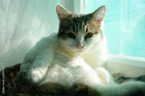 The white kitten sits on the window and washes looking at the camera