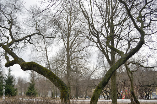 The large wriggling contrasting trees in the city park