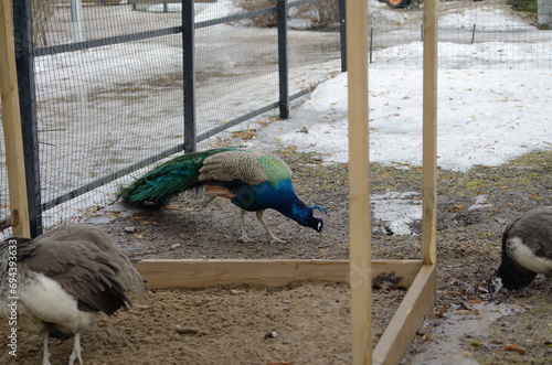 Female and male peacocks - a couple in a zoo outside