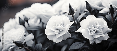 Carnations photographed outdoors  in black and white.