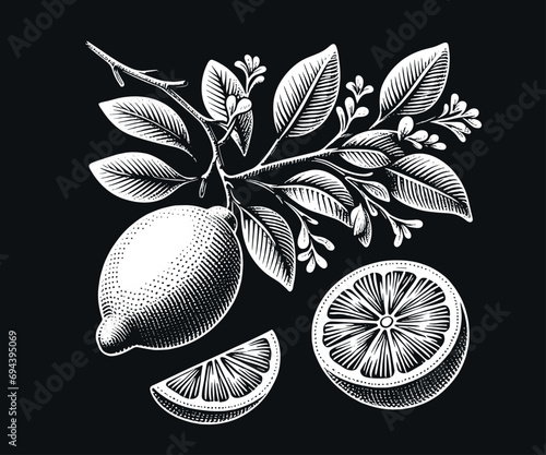 Blooming lemon branch. Black on white vintage engraving vector illustration