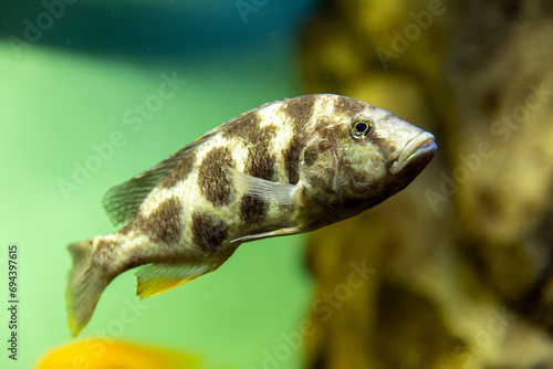 Malawi cichlids. Fish of the Labidochromis Hongi sp. Kimpuma photo